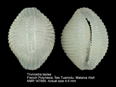 Trivirostra leylae.jpg - Trivirostra leylae Fehse & Grego,2013